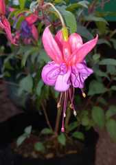 Fuchsia