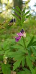 Lathyrus vernus
