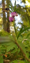 Lathyrus vernus