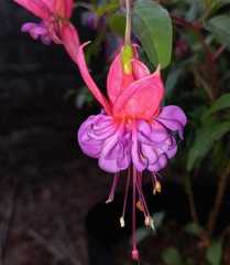 Fuchsia