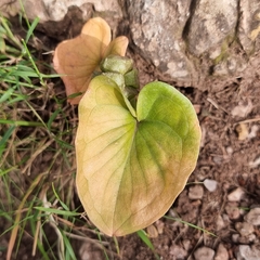 Arisarum vulgare