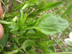 Viola accrescens