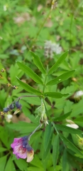 Lathyrus vernus
