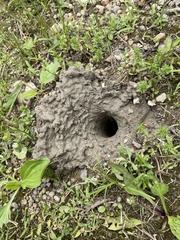 Procambarus gracilis