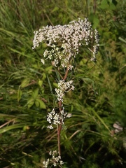 Kadenia dubia