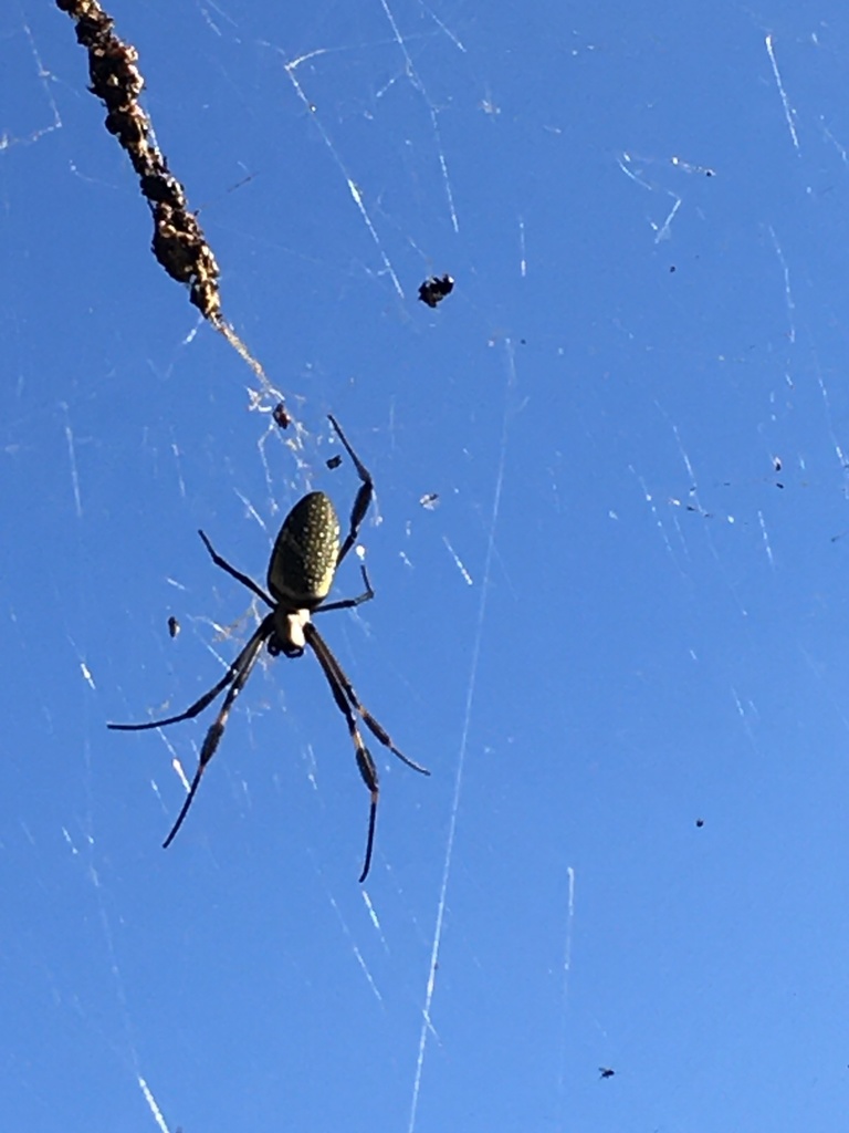 Golden Silk Spider from Rua Gomes Leal, Ribeirão Pires, SP, BR on May ...