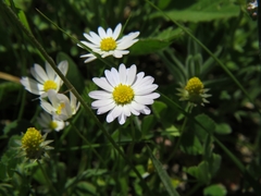 Bellis annua
