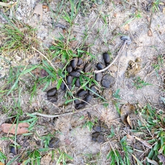 Hydrochoerus hydrochaeris