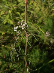 Kadenia dubia