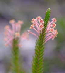 Struthiola ericoides