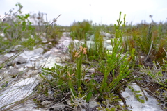 Struthiola ericoides