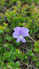 Viola ferrarinii