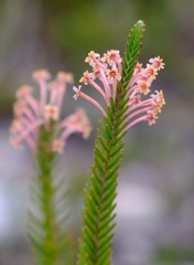 Struthiola ericoides