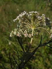 Kadenia dubia