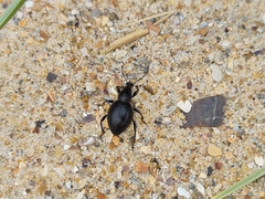 Otiorhynchus atroapterus