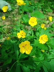 Ranunculus cassubicus