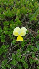 Viola ferrarinii