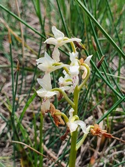 Orchis provincialis