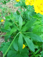Ranunculus cassubicus