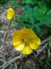 Ranunculus cassubicus