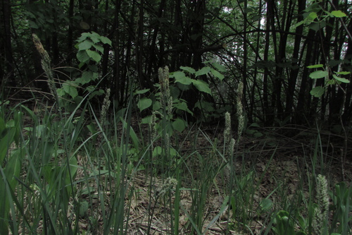 Carex hartmaniorum, photograph 6