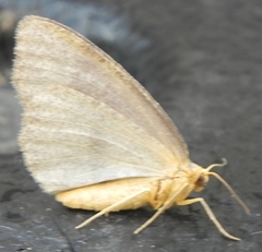 Lambdina pellucidaria