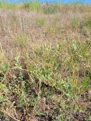 Erodium hoefftianum