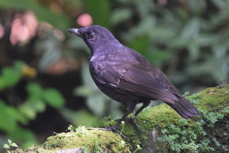 Bornean Whistling-Thrush (Myophonus borneensis) photo