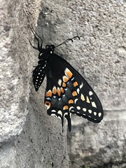 Papilio polyxenes