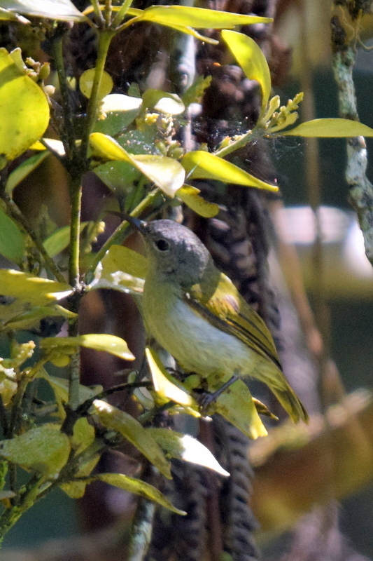 Temminck's Sunbird
