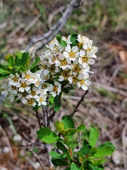 Spiraea hypericifolia