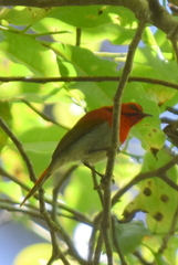 Aethopyga temminckii