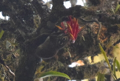 Sundasciurus jentinki