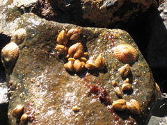Brachidontes granulatus image