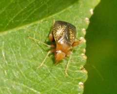 Halticus luteicollis
