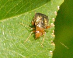 Halticus luteicollis