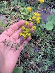 Lomatium cous