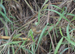 Sporophila morelleti