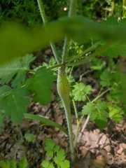 Chaerophyllum nodosum