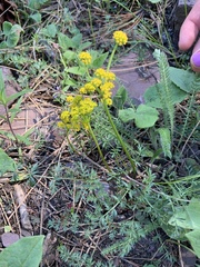 Lomatium cous