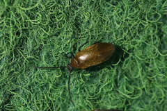 Pseudocistela ceramboides
