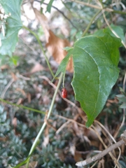 Lilioceris merdigera