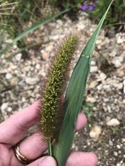 Setaria italica