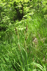 Carex hartmanii
