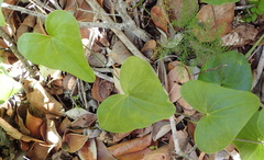 Dioscorea mundii