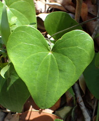 Dioscorea mundii