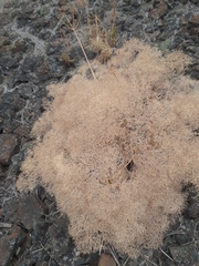 Lomatium columbianum