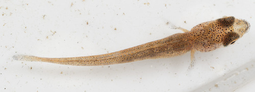 Salmonidae
