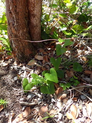Dioscorea mundii