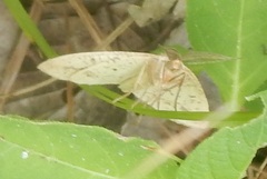 Lychnosea intermicata